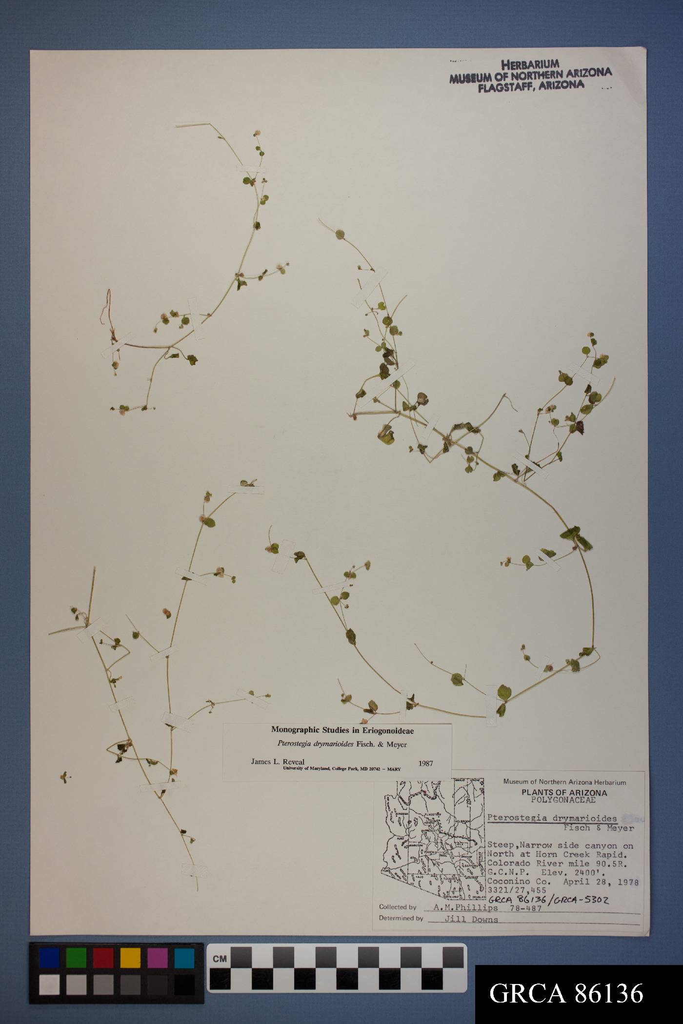 Pterostegia drymarioides image